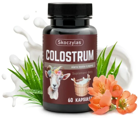 colostrum kozie siara pigwa odpornosc skoczylas.webp